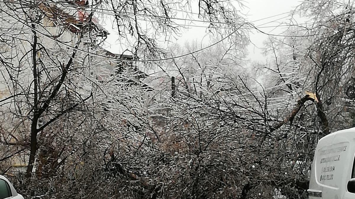 copaci-cazuti_91174900