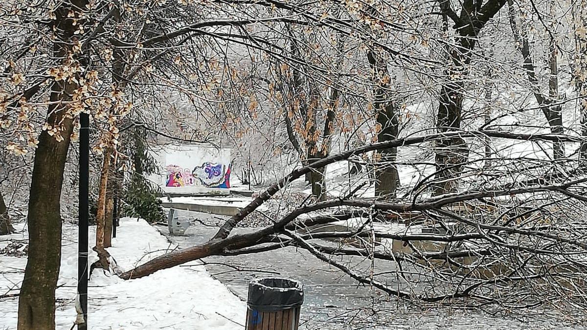 copaci-cazuti-parc-4_04516000