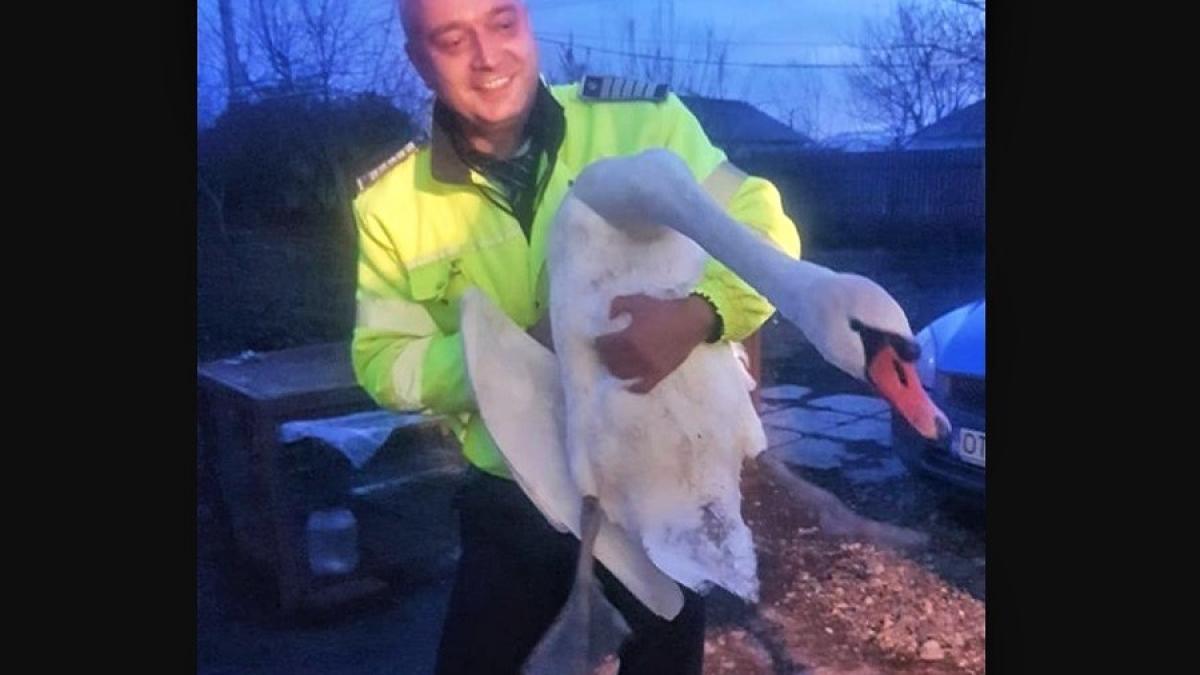 politist_lebada_53829100