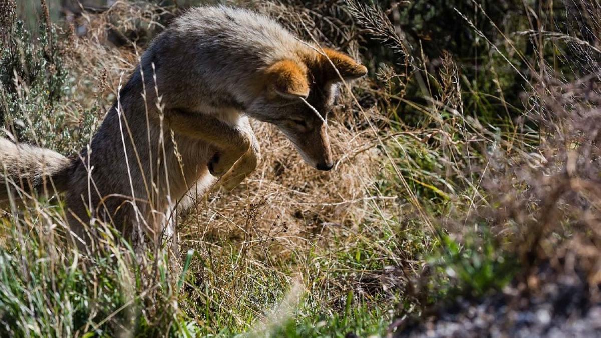 sacal_delta_43939900