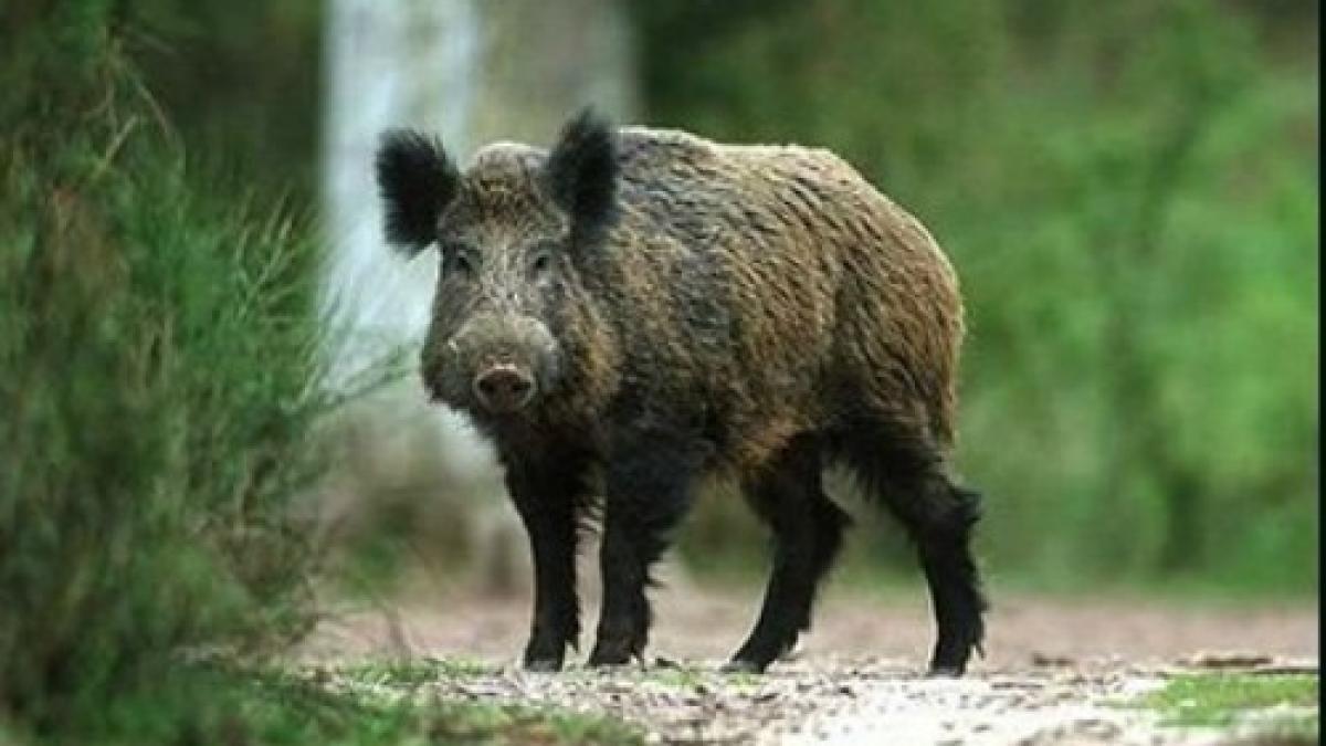 porc_mistret_13548100