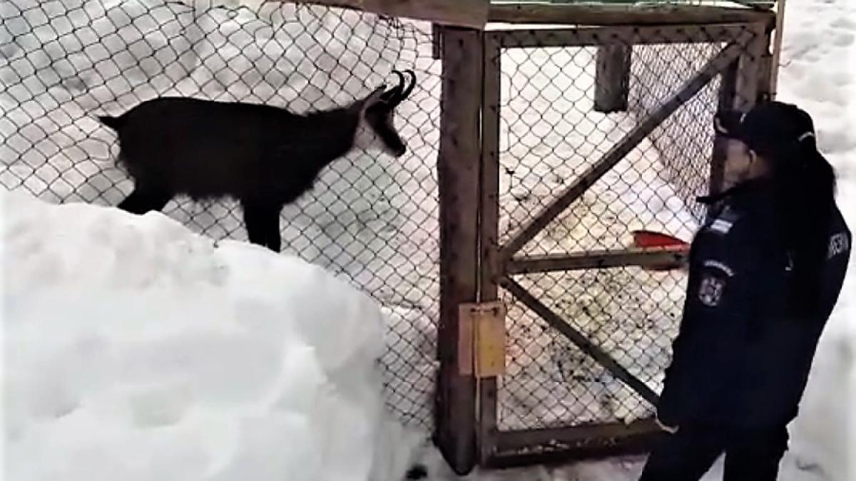 capra_neagra_captiva_13050100