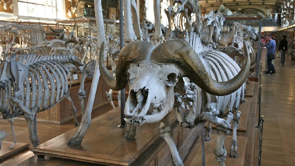 schelete_animale_97397400