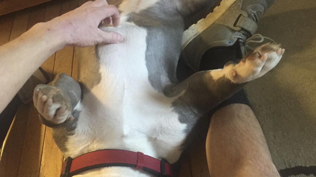 internet-helps-shelter-dog-find-home-mack-frank-tank-9-5994270c57db4__700_24942400