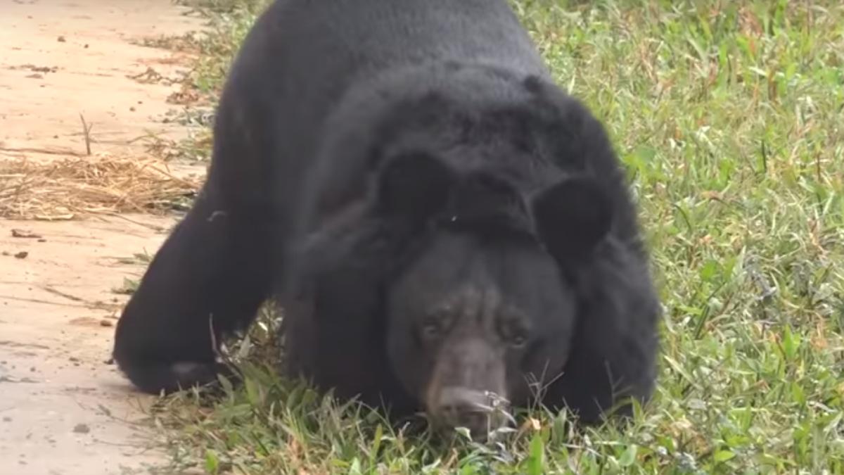 urs-picioare-amputate-primii-pasi_84582800