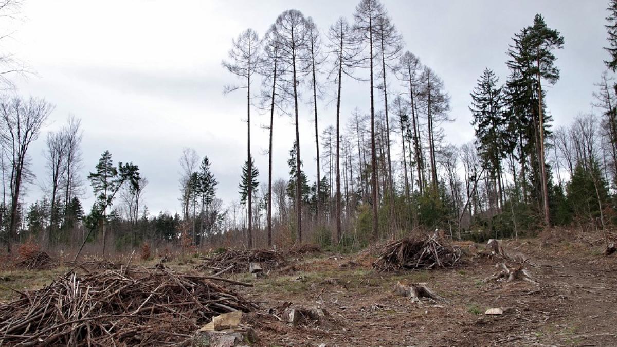 padure_copaci_cazuti_33309200