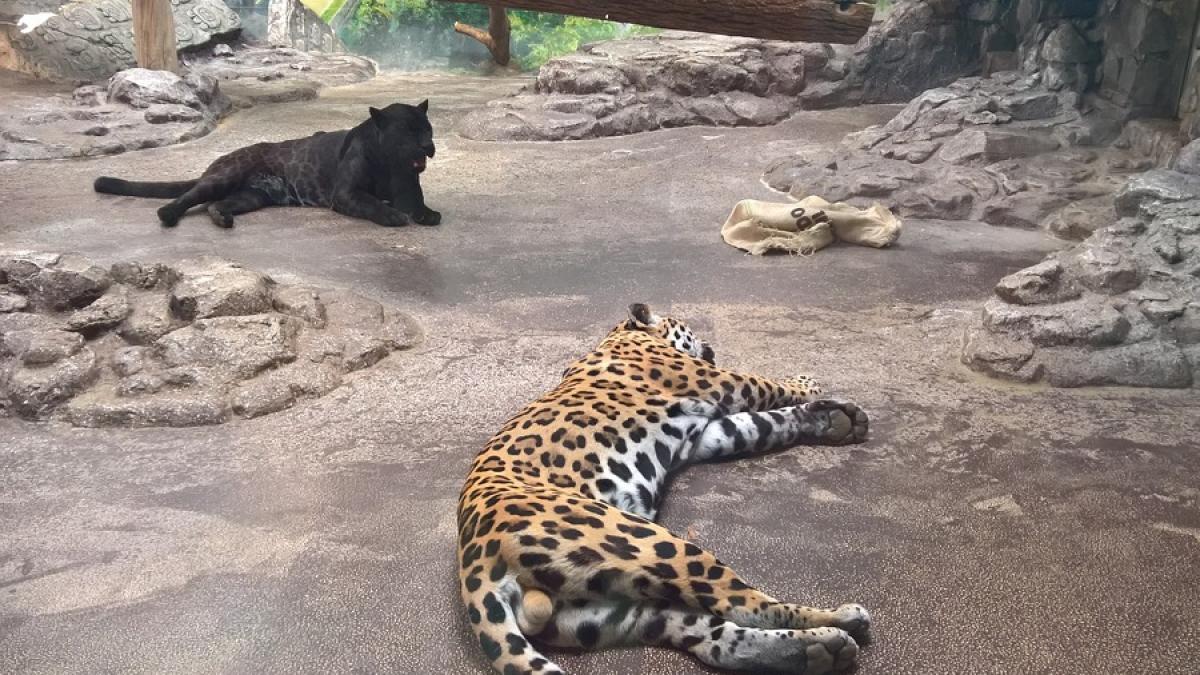 leopard-negru_70229500