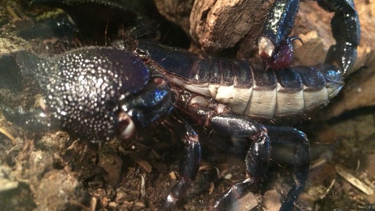 scorpionul-albastru_17068100