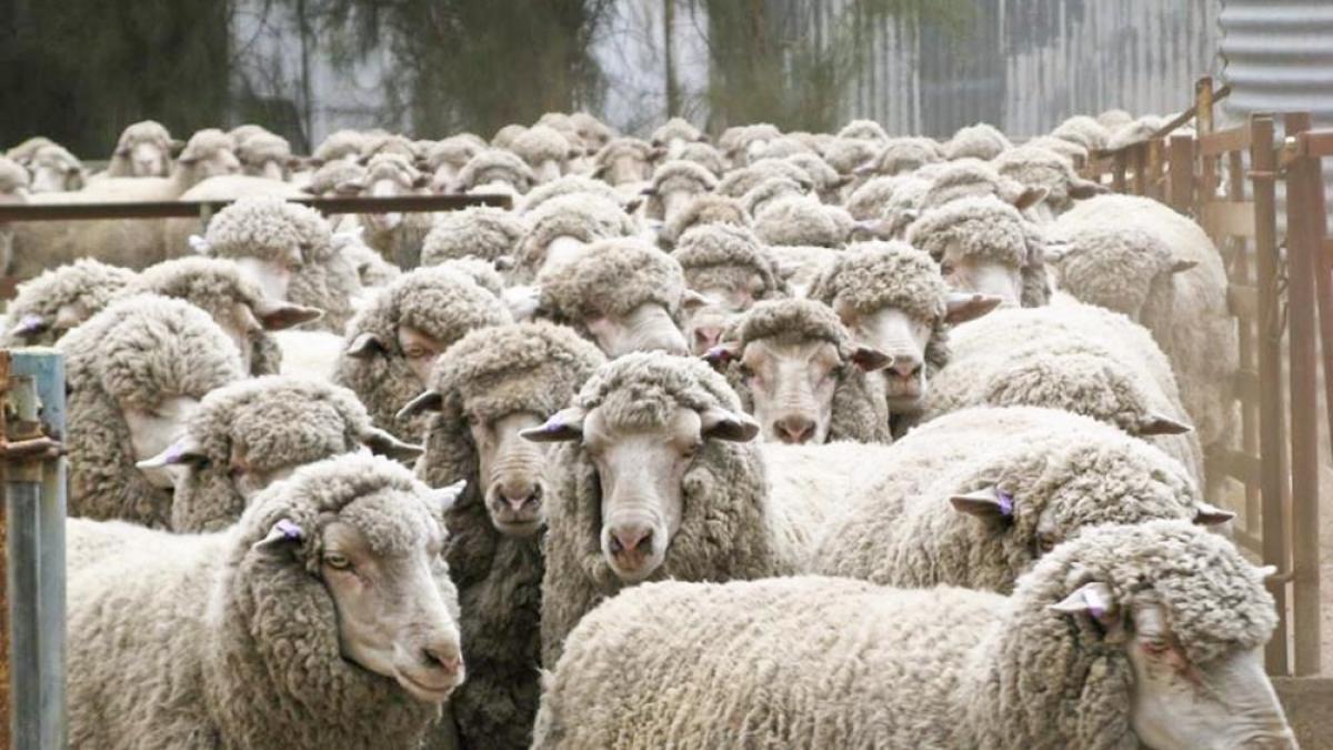 export-ovine_37034100