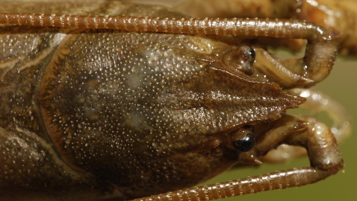 rac-bihorean_73911900