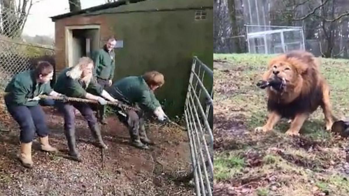 zoo-anglia-intrecere-lei-tigri_91895300