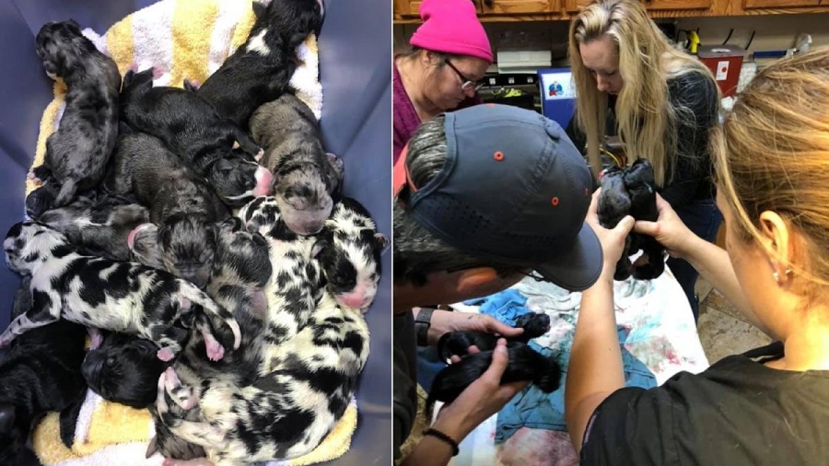 caine_19pui_61914900