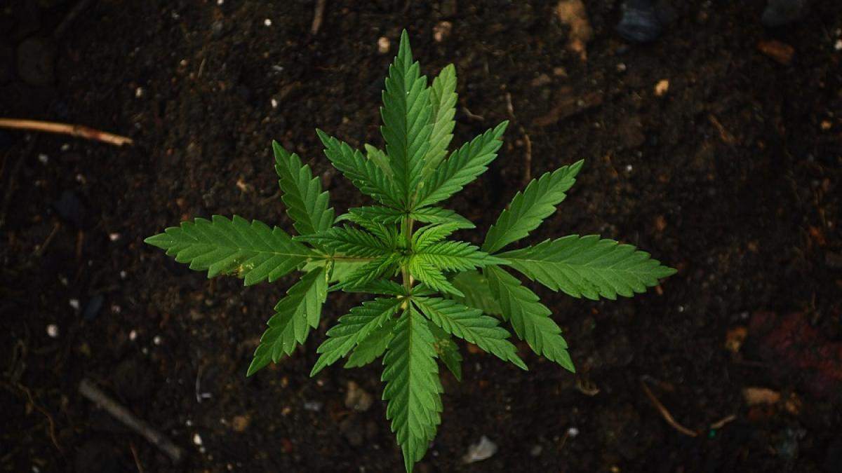 marijuana_planta_77688900