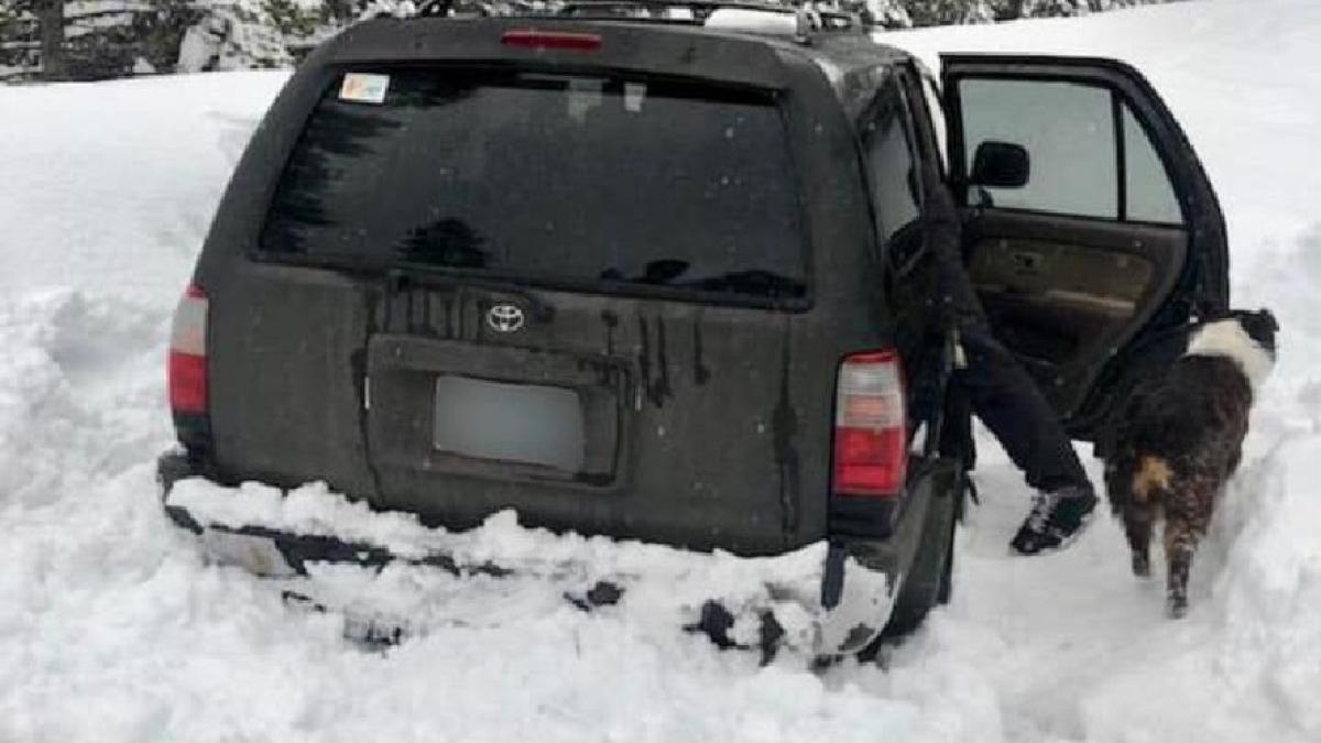 om_caine_zapada_45130500