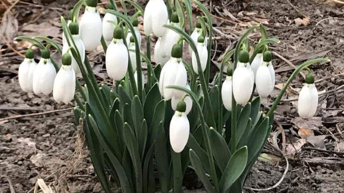 ghiocei_primavara_meteo_18708700