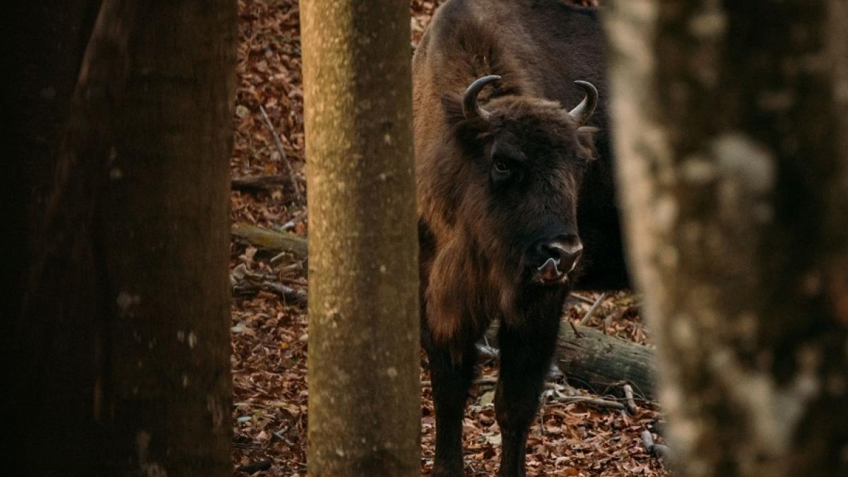 daniel-mirlea---zimbru_32066000