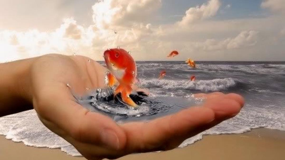 pestisorul-de-aur_99289300