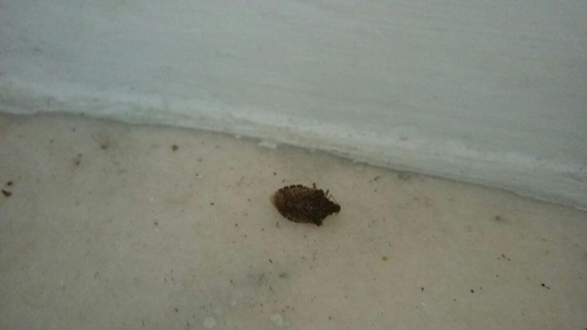 gandac_puturos_65070800