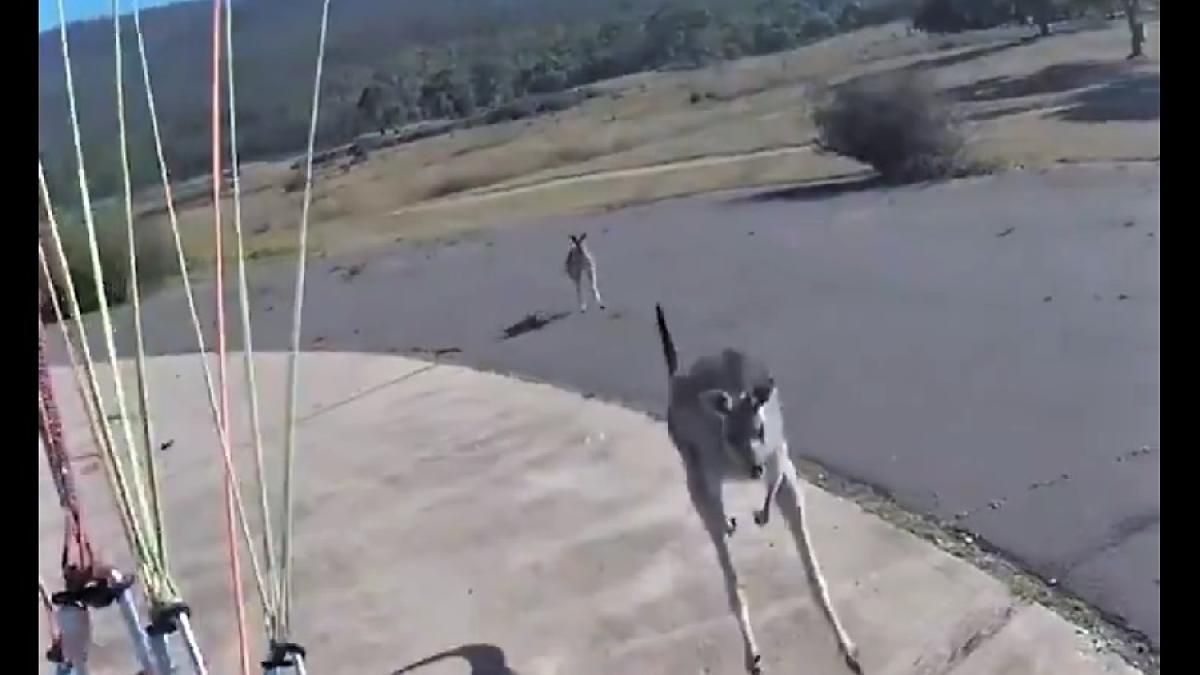 cangur_atac_51044800