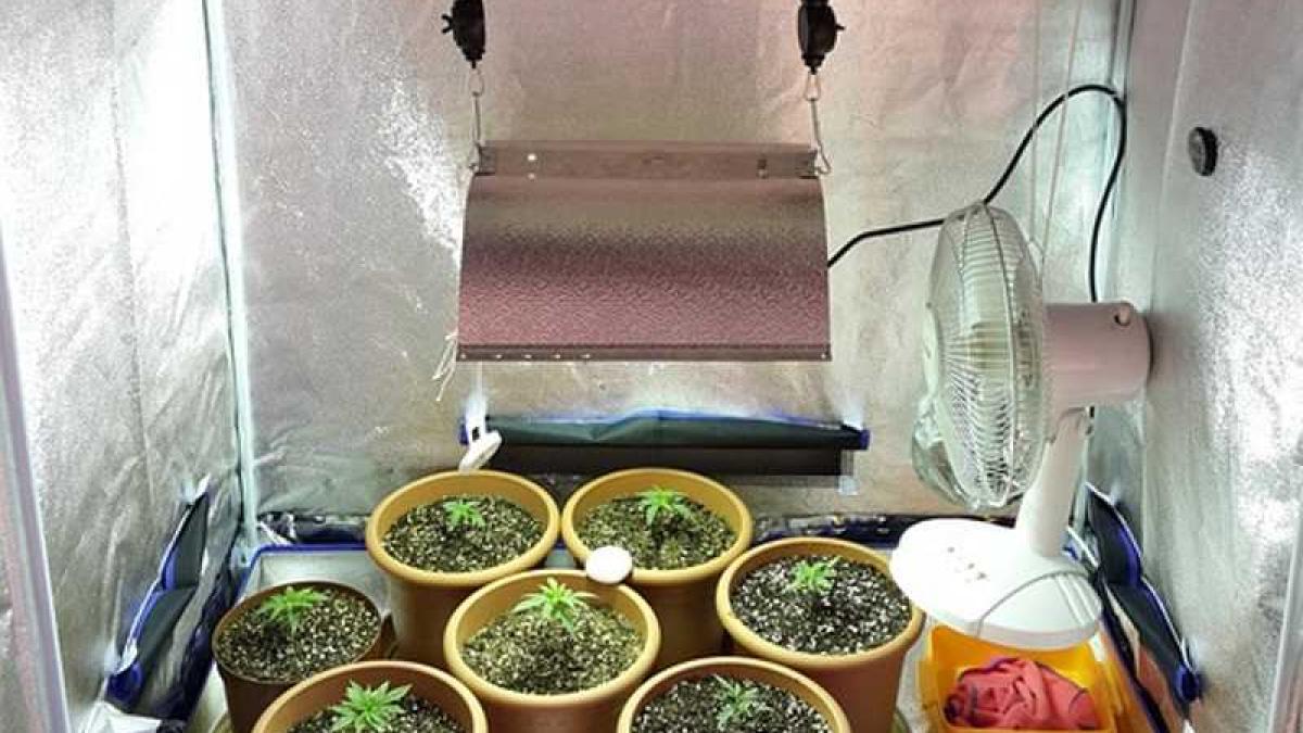 cannabis_indoor_44931700