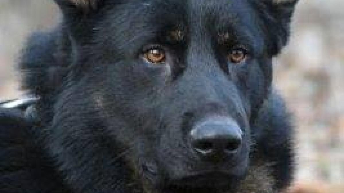 gipsy-politie_43435200