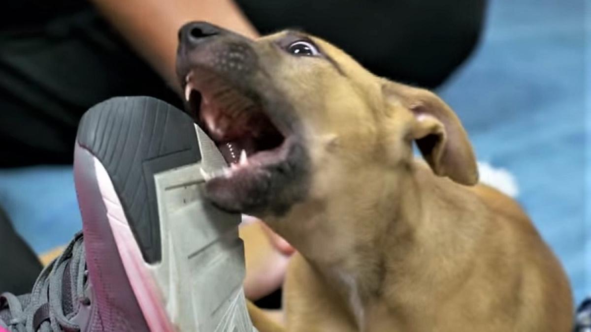 catel_gura_muscatura_adidas_75827600