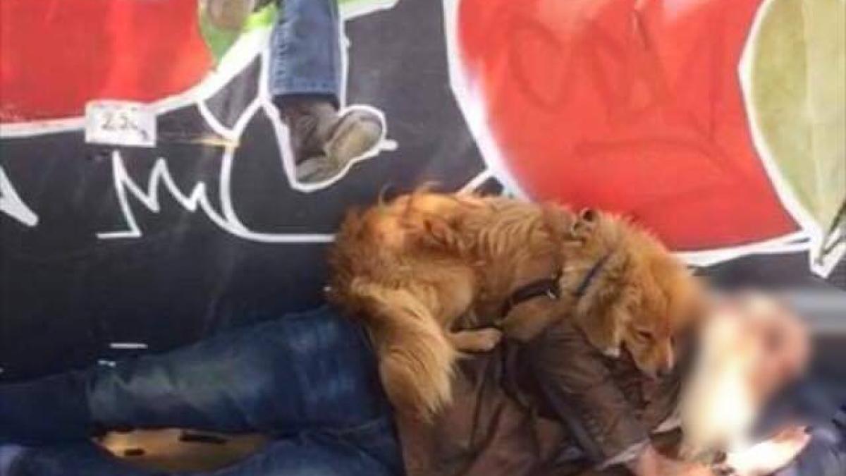 om-al-strazii_15061700