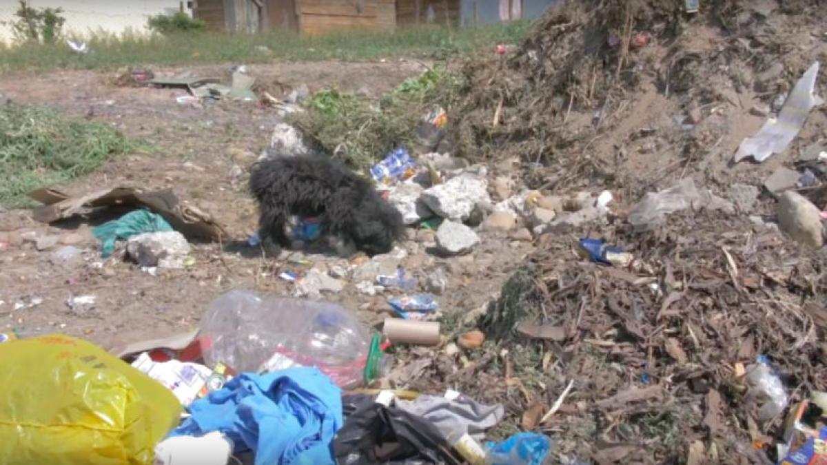 yoda---catel-abandonat-la-gunoi_48876700