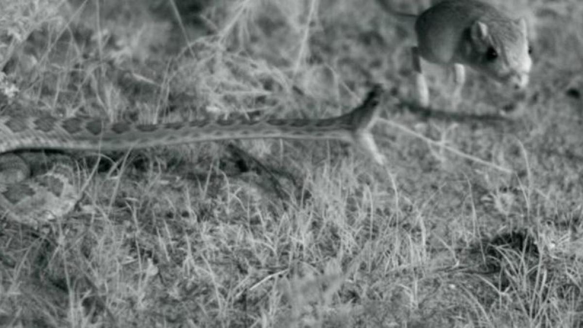 snake-and-rat_96490200