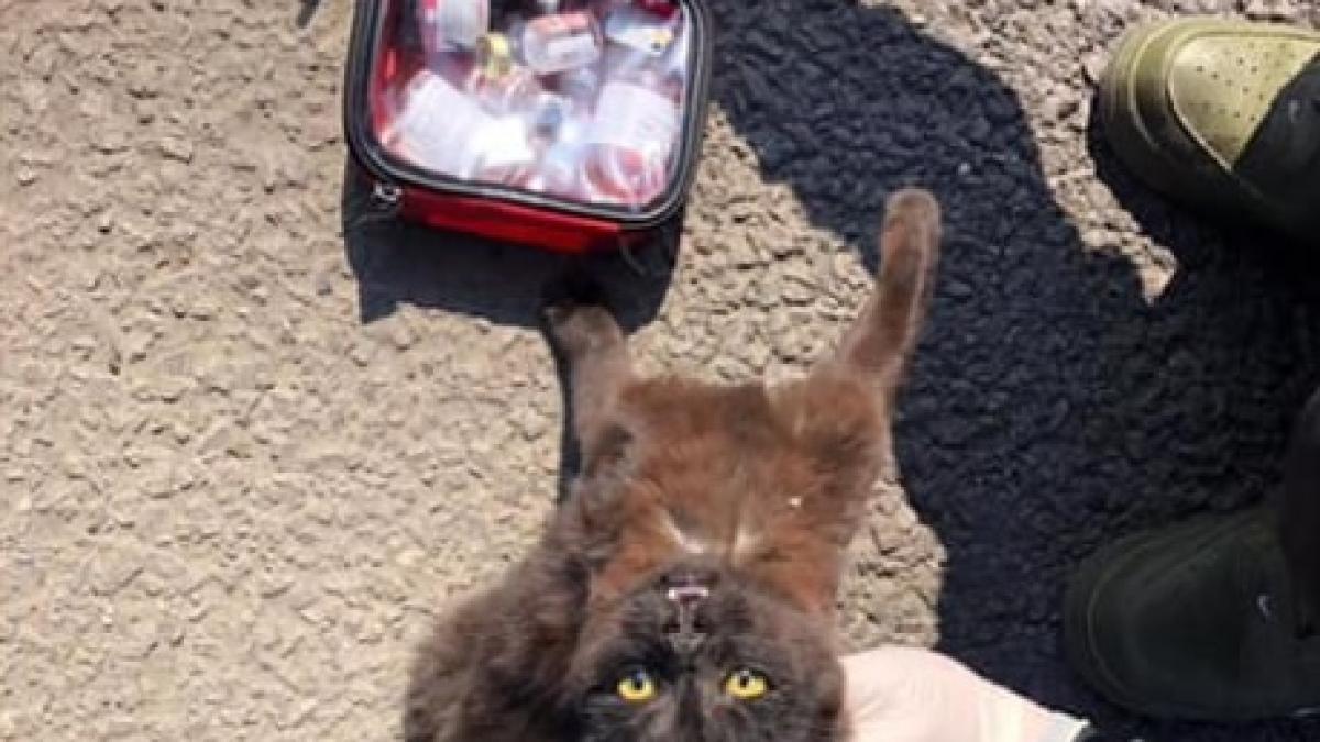 politist-interventie-pisica_74262700