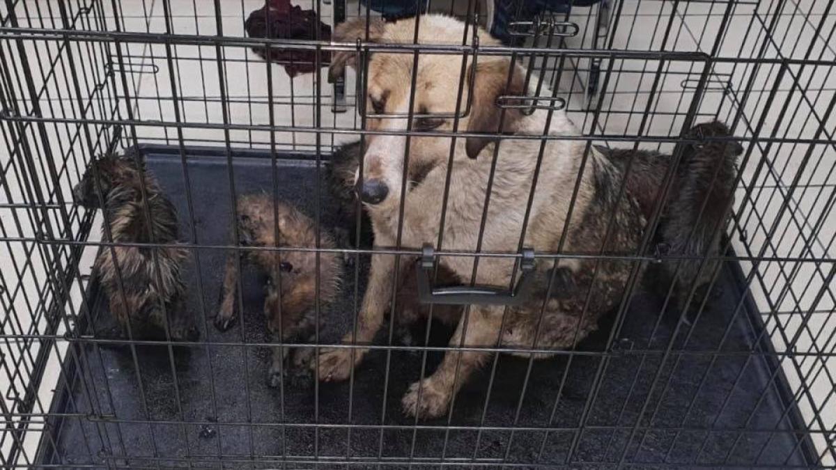 caini_smoala_01_72191700