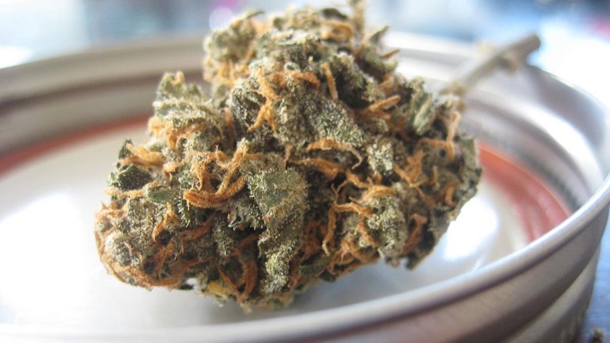 marihuana_canabis_floare_24695400