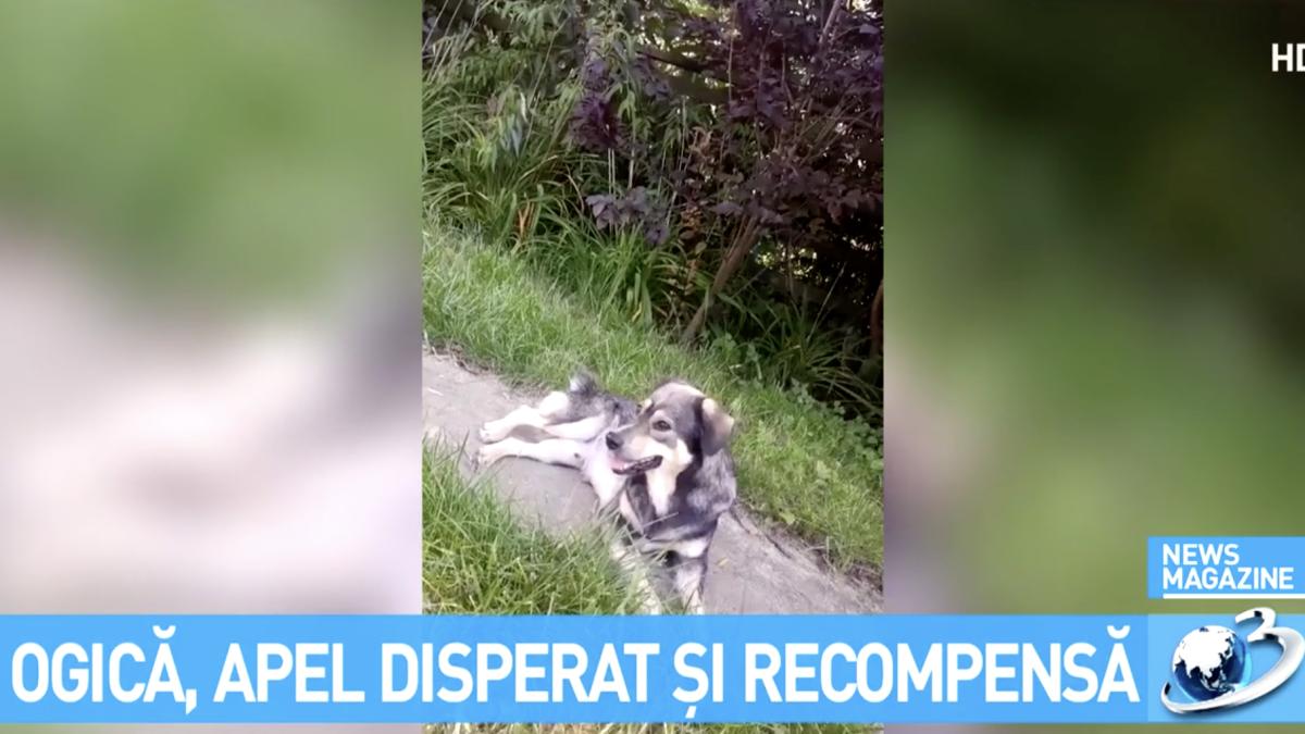 caine-stelian-ogica_31976200