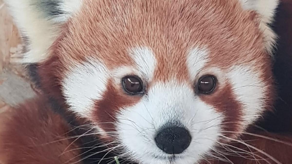 screenshot-2019-04-08-at-16-11-46_02885000