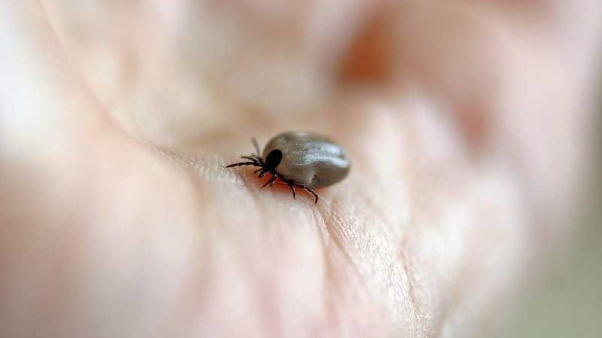 capusa_piele_45303300