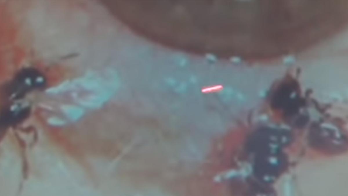 albine-ochi_79506500