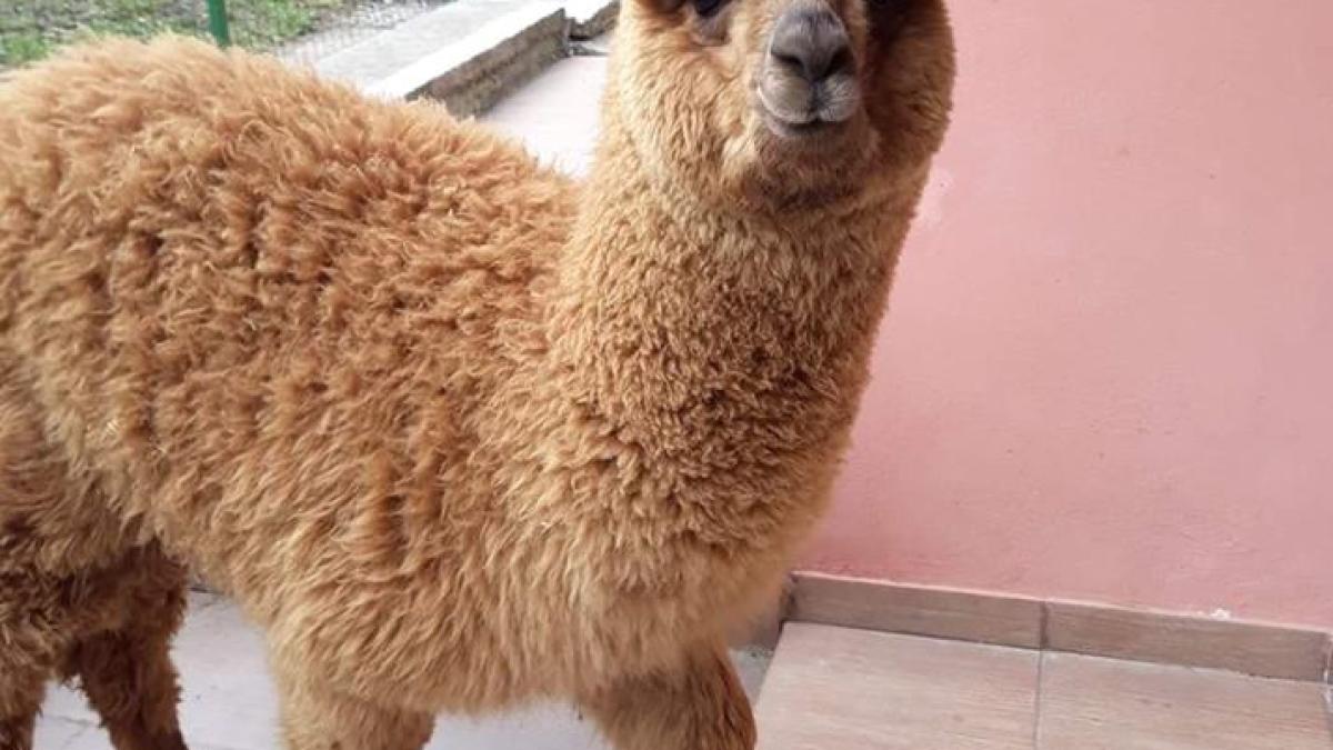 56510882_289702808624790_5061265237714403328_n_11213900