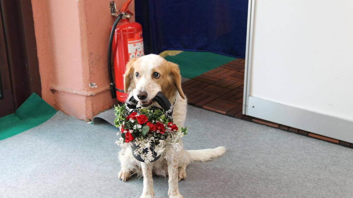 catel-petexpo_06789800