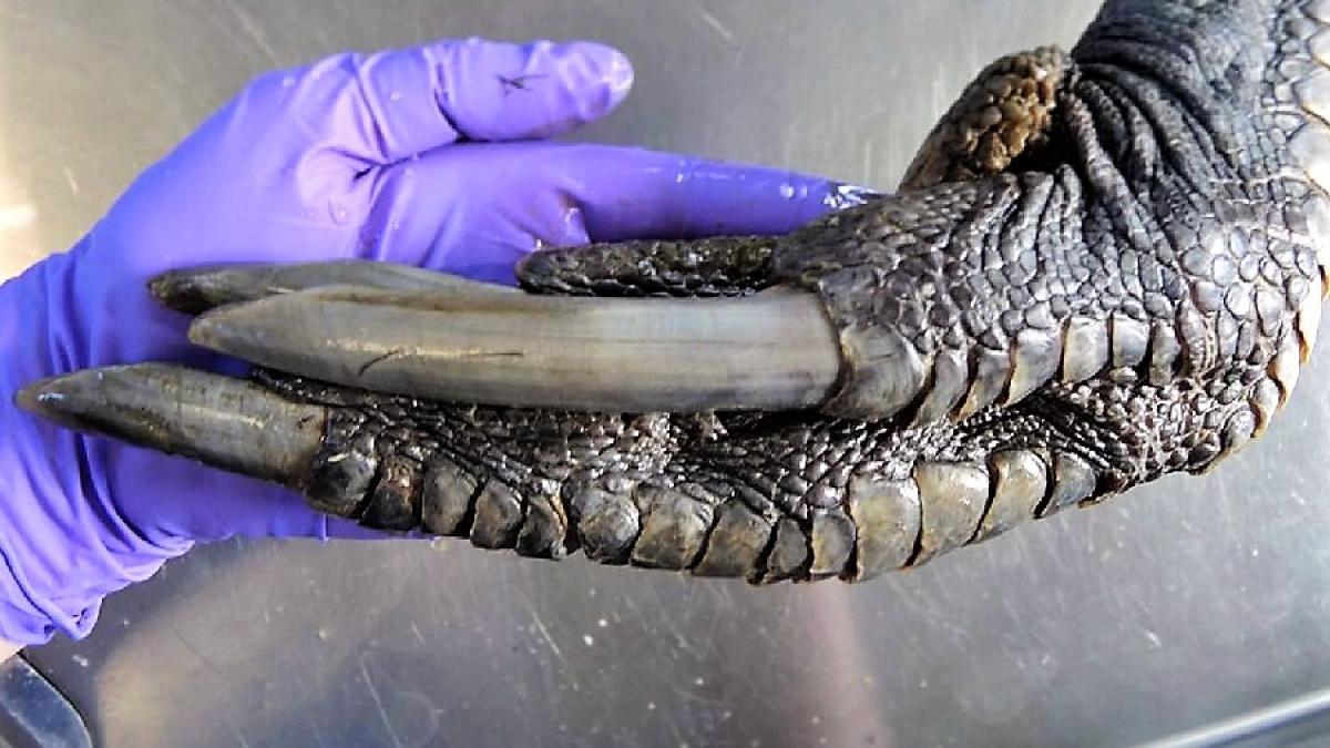 ghearecazuar_52740500