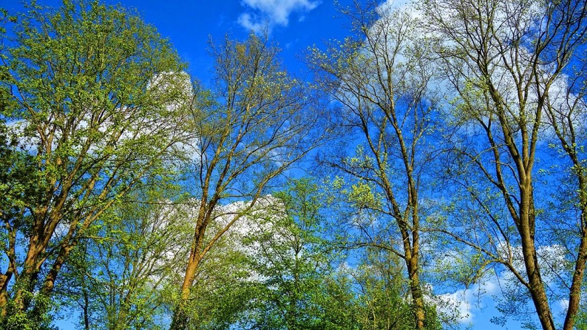 primavara_copaci_vremea_48724800