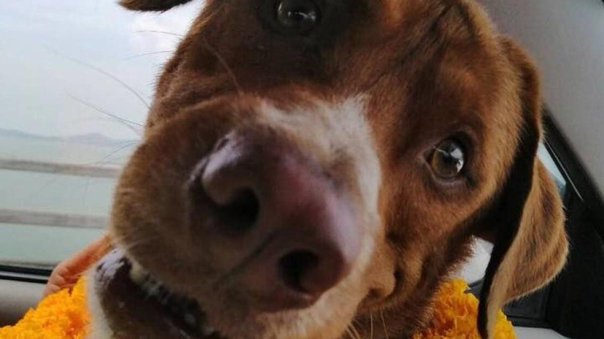 boonrod-catel_82754200