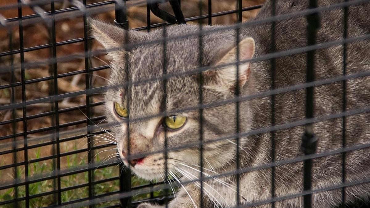 pisica_capcana_cusca_95026200