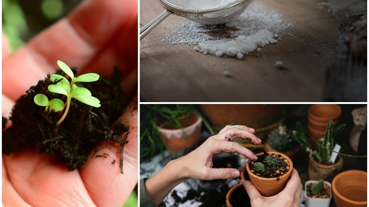 zahar-plante-truc_46901700