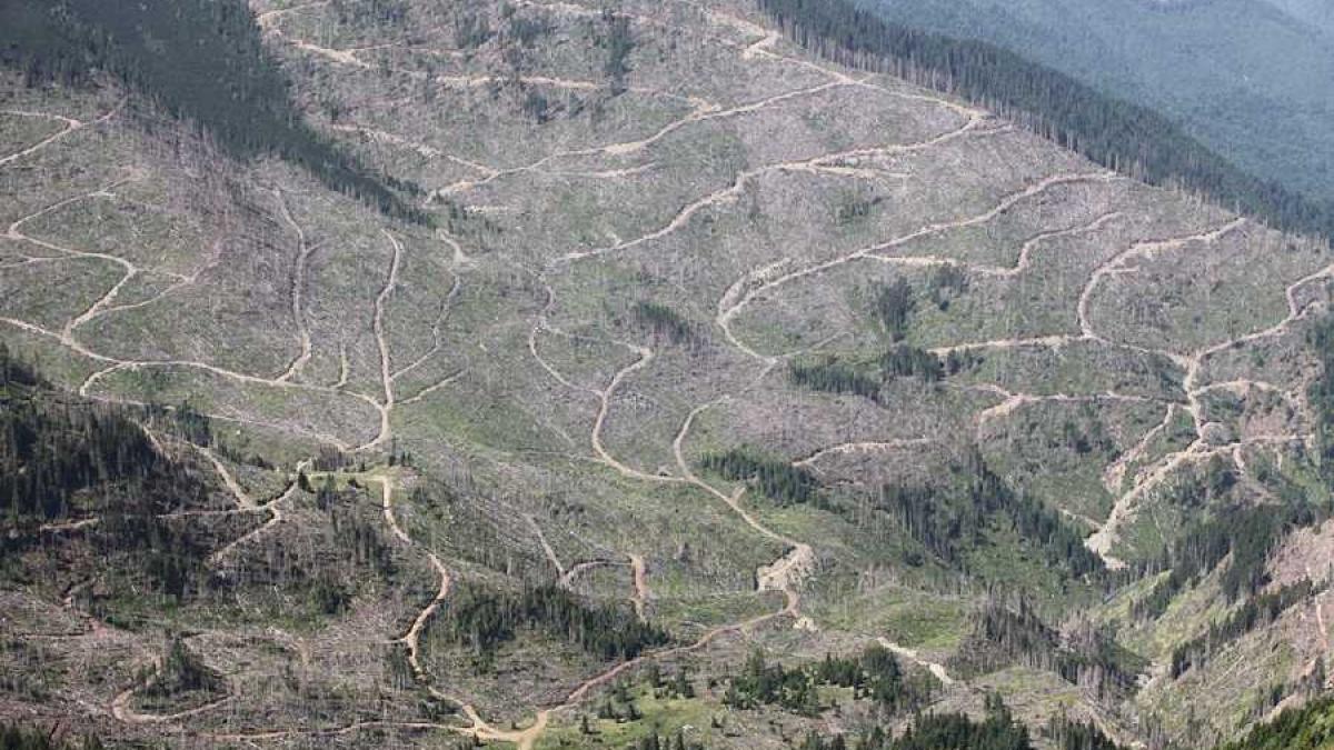 taieri_copaci_romsilva_64758000