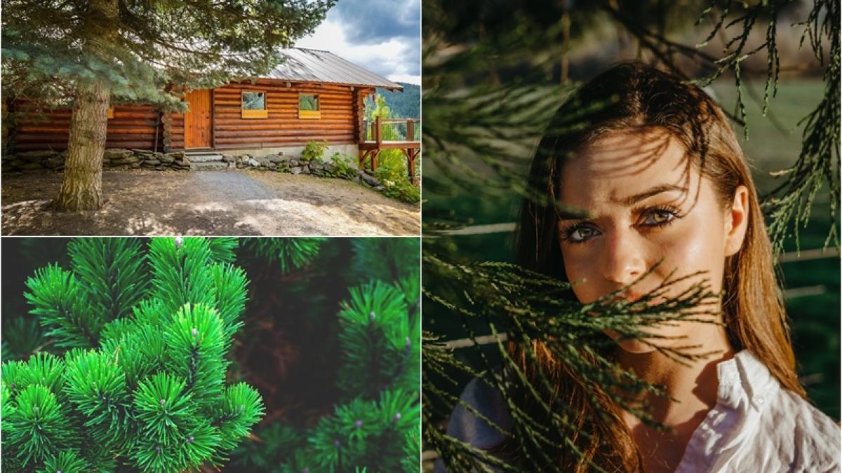 brad-plantat-in-curte_91659700