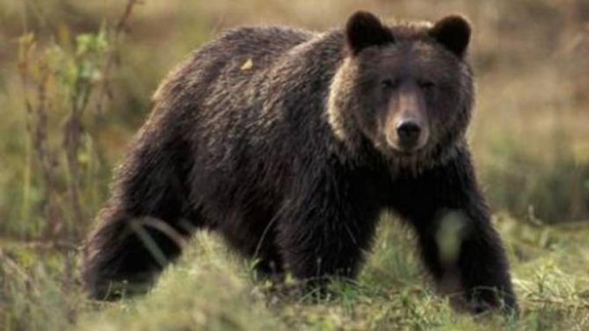 urs_61900500_04786600