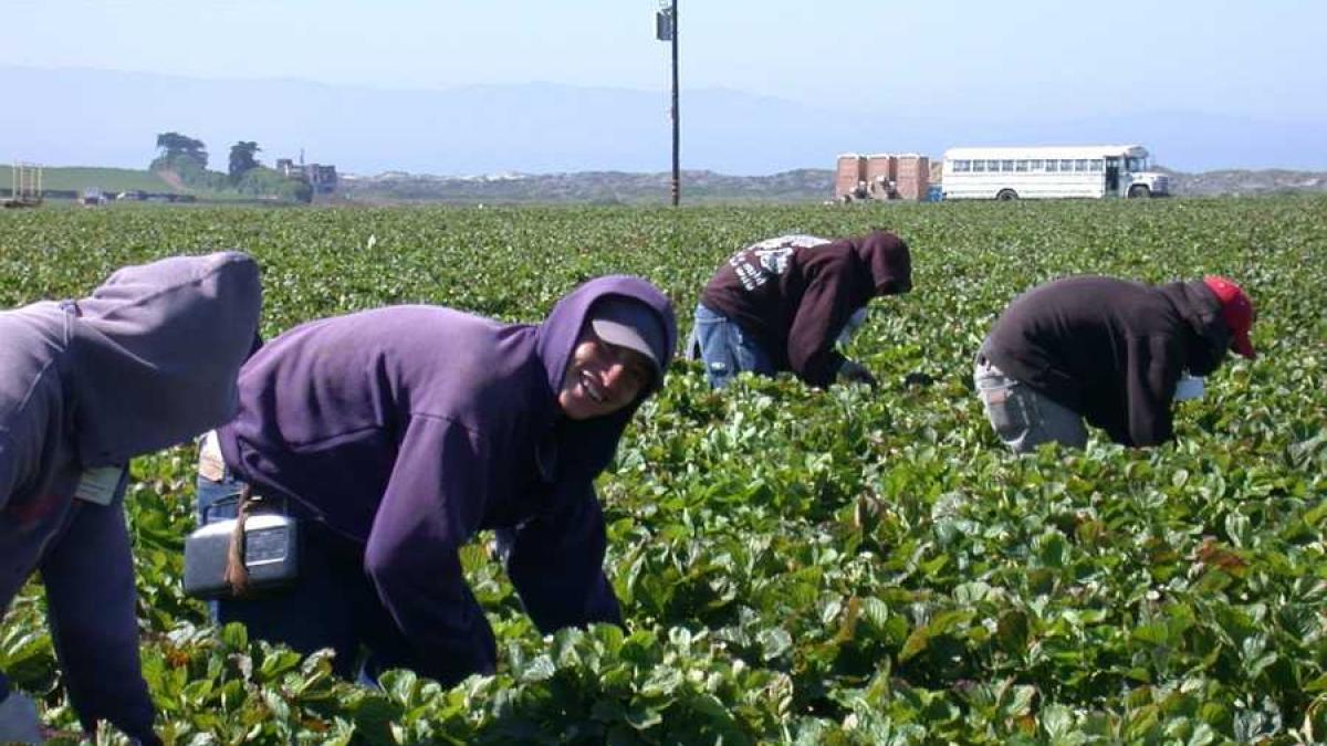 capsunari_capsuni_26901200