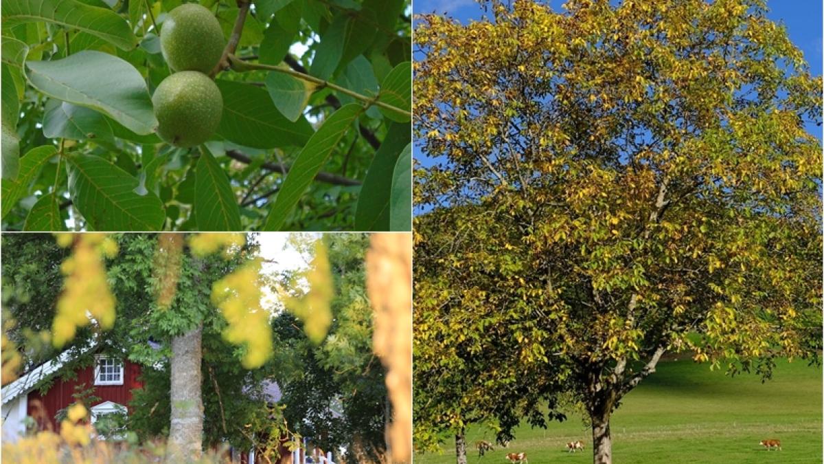 nuc-plantat-curte_78090900