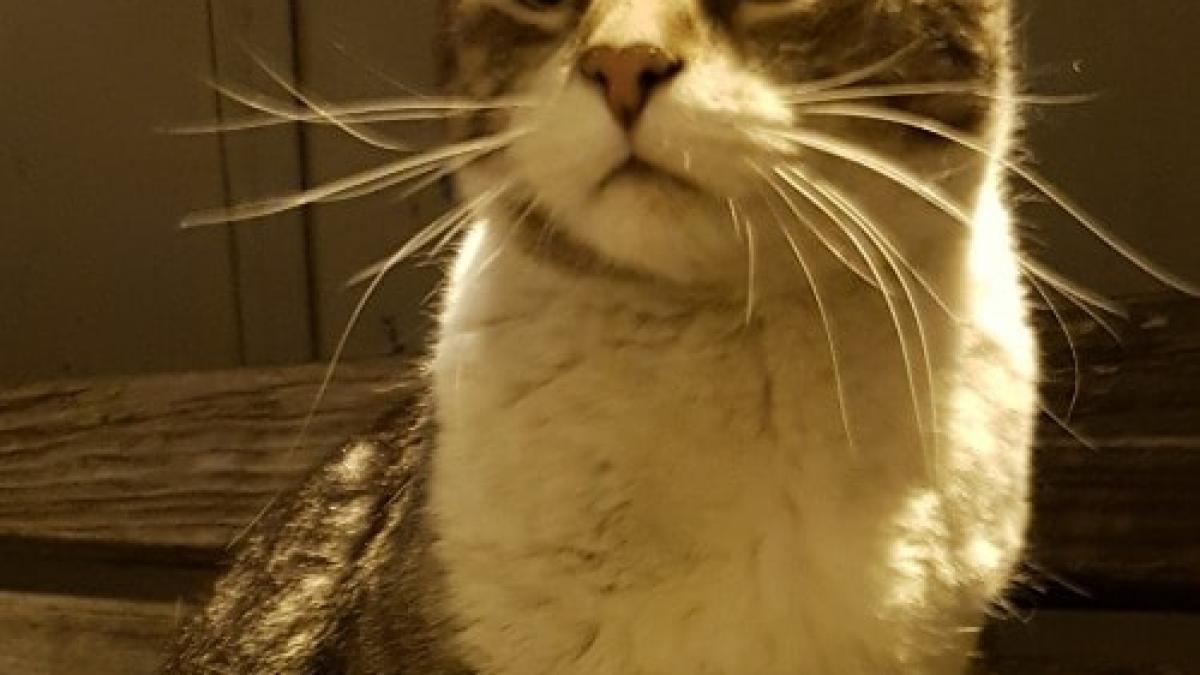 60293101_2651346891602352_5479557926647496704_n_64250500