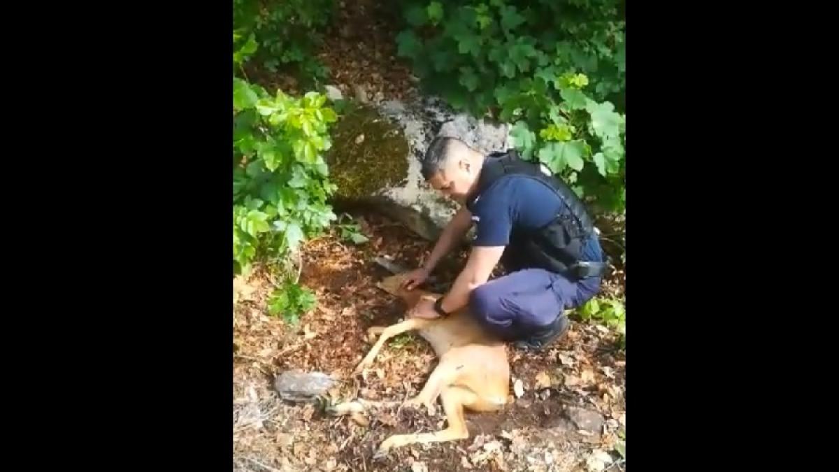 pui_caprioara_salvat_jandarmi_24302300